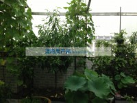 其它图