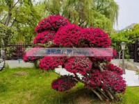 其它图